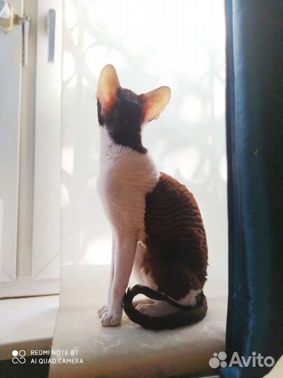 Вязка. Побалуйте вашу кошечку