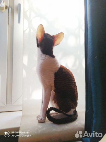 Вязка. Побалуйте вашу кошечку