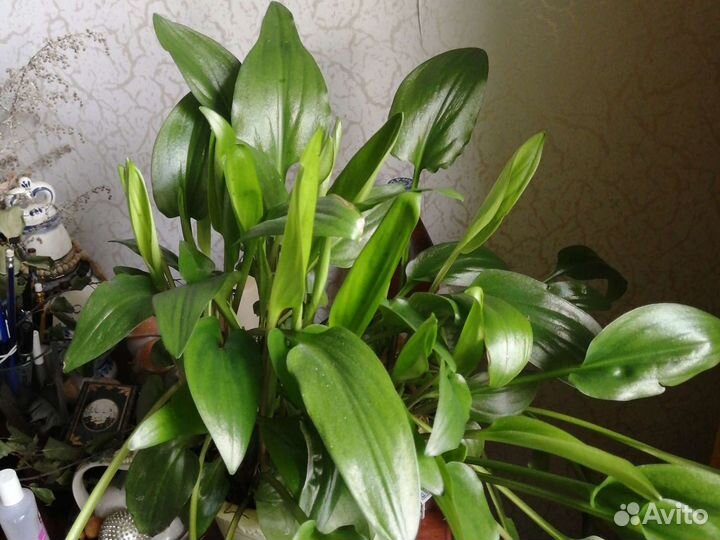 Комнатные цветы