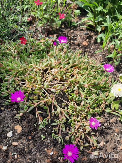 Почвопокровные растения