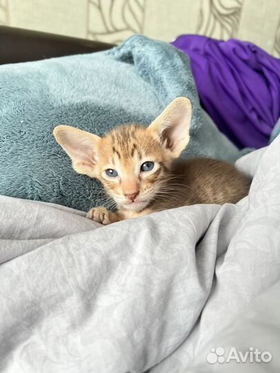 Орентальный котенок
