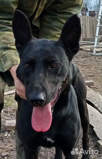 Собака в добрые руки