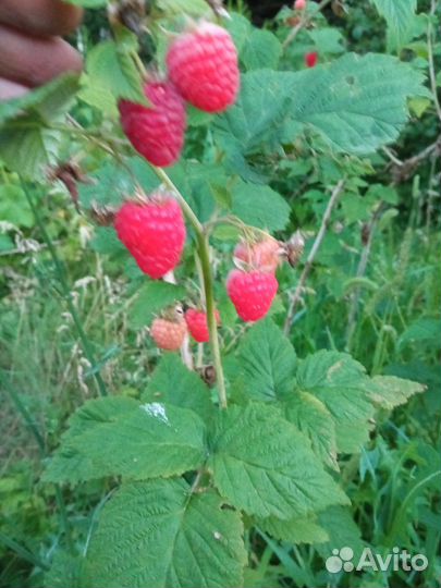 Саженцы Малины Смородины Иошты