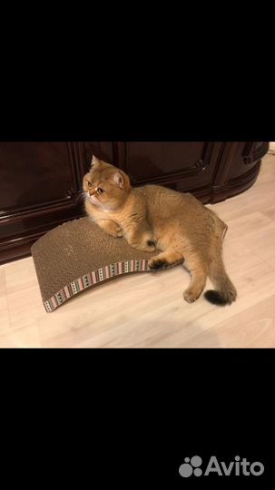 Кошка в дар