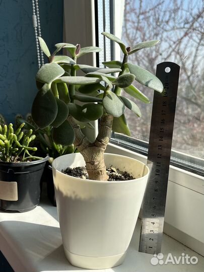 Алоэ, Рипсалис, Пеперомия, Церопегия, Толстянки