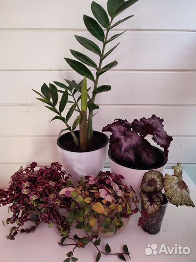 Комнатные растения Замиокулькас Бегония