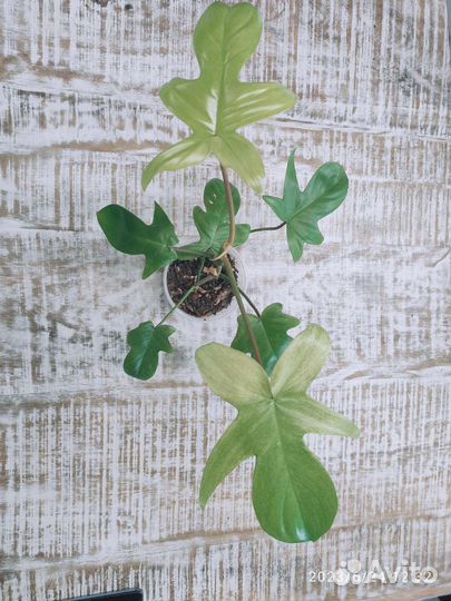 Филодендрон Флорида Бьюти Альба