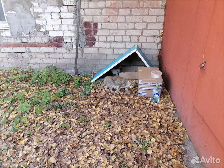 Котята 3 недели