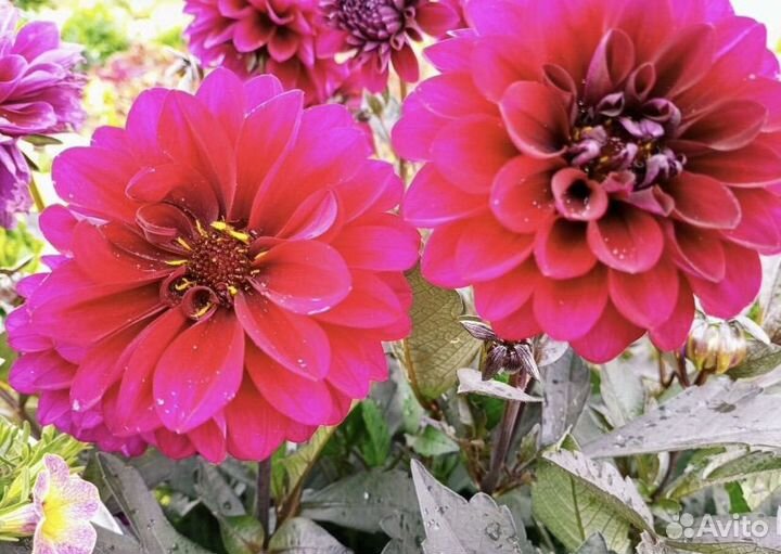 Георгин вегетативный