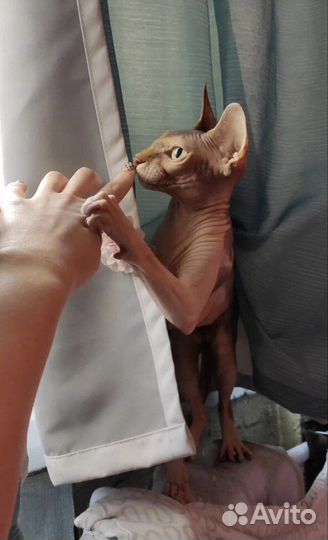 Канадский сфинкс