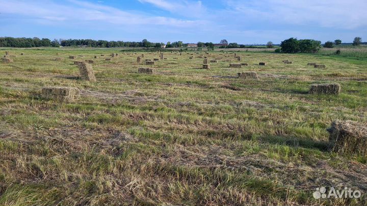 Сено в тюках 2023