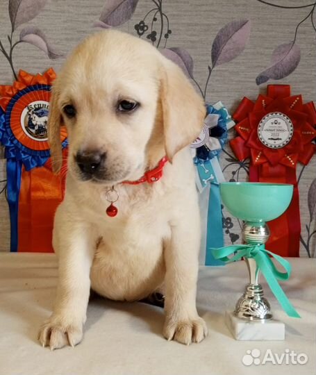 Щенки лабрадора. Все окрасы