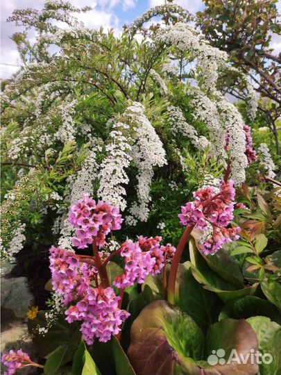 Садовые многолетники продолжение