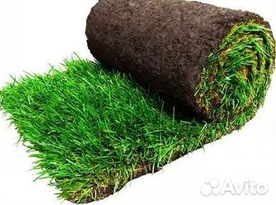 Рулонный газон