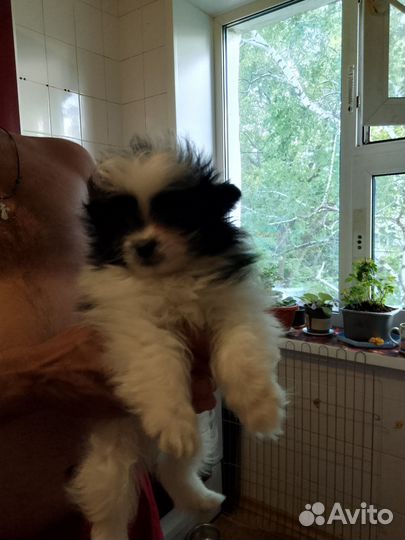 Померанский шпиц мини