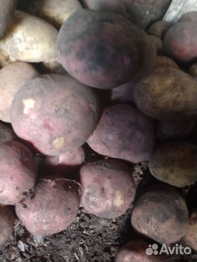 Продам картофель
