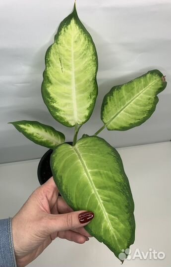 Диффенбахия Камилла