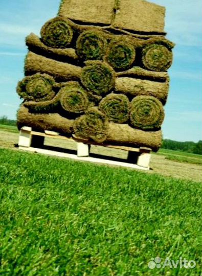 Рулонный газон