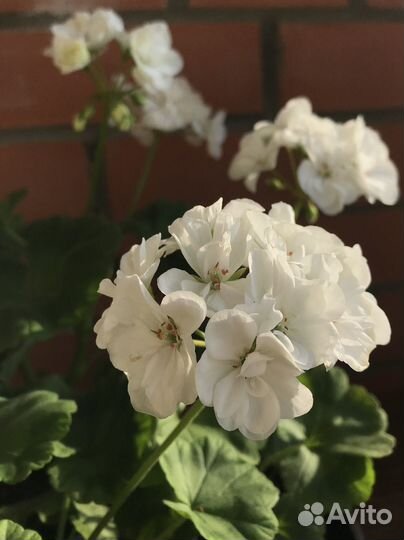 Пеларгония зональная белая (герань)