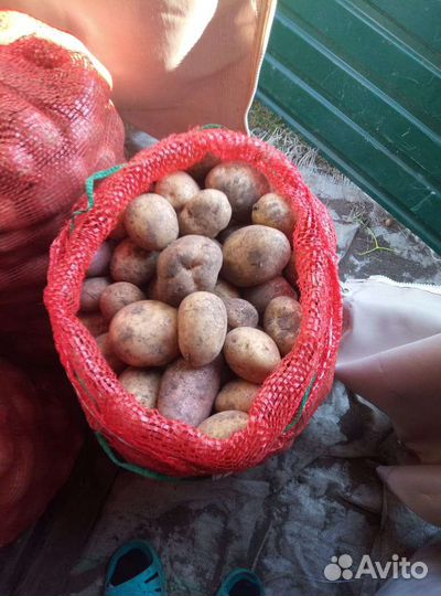 Картофель