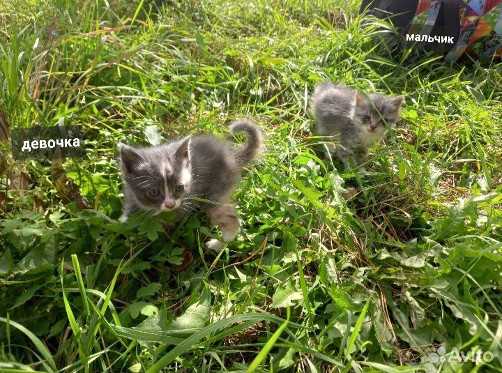 Котятки