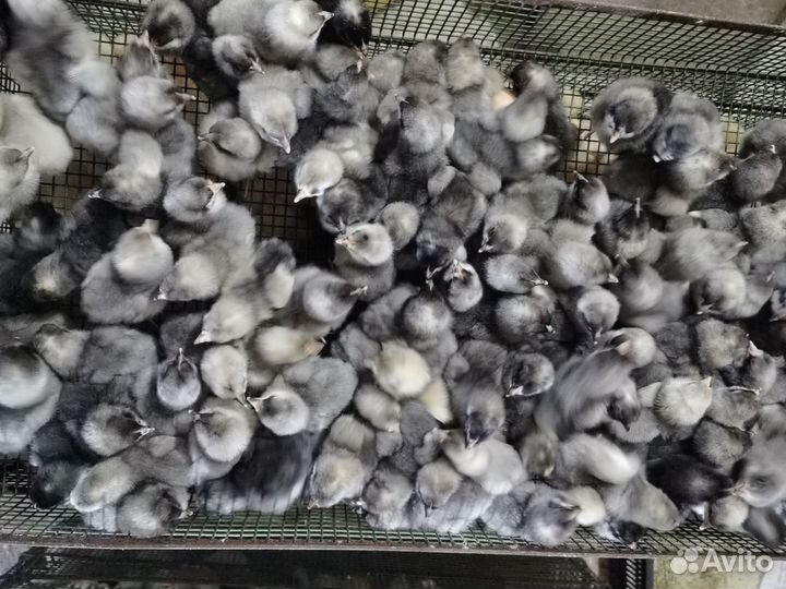 Петушки доминант