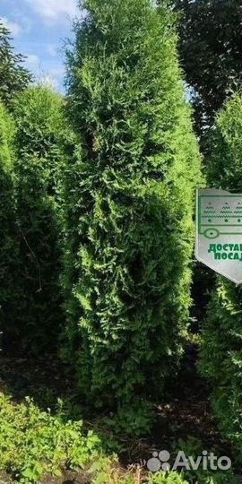 Туя Колумна