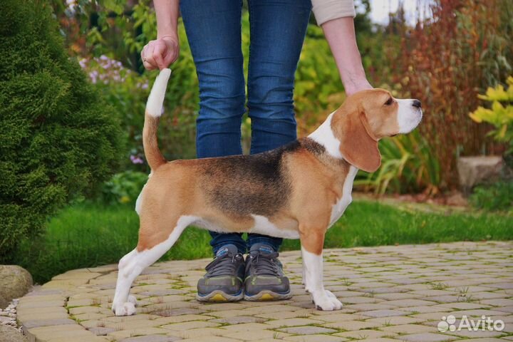 Щенок бигля мальчик