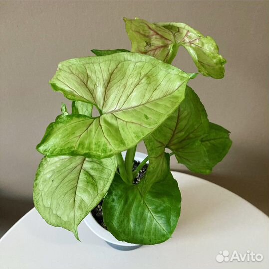 Сингониум sunrise