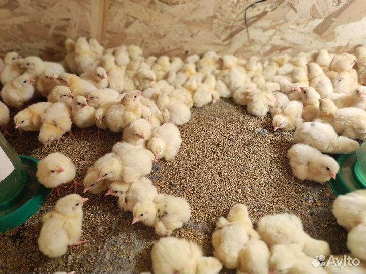 Цыплята бройлера кобб 500 Импорт Чехия, Словакия