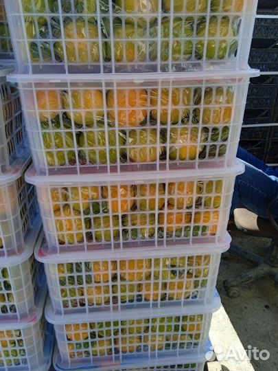 Мандарин Сладкий Свежий Доставка