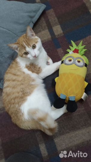 Кошка Нюша 1 год стерилизована