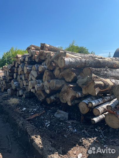 Лес кругляк береза