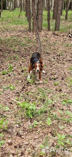 Финская гончая