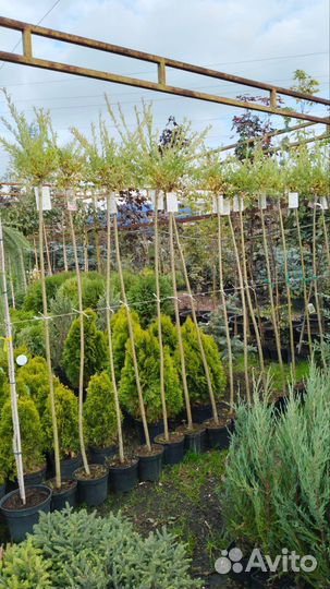 Ива хакуро нишики на штамбе