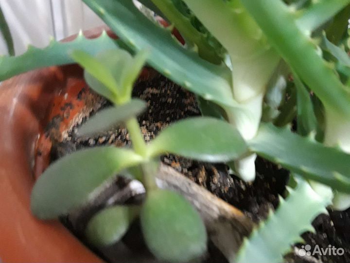 Толстянка и алоэ