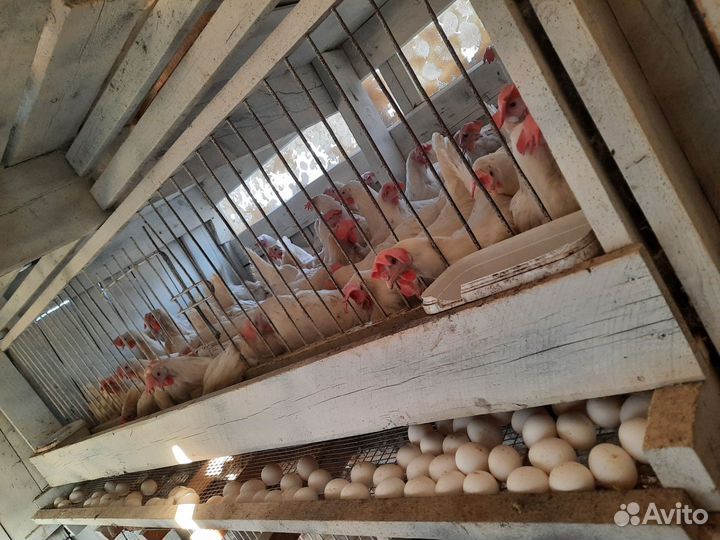 Куры несушки