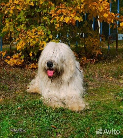 Щенки южнорусской овчарки