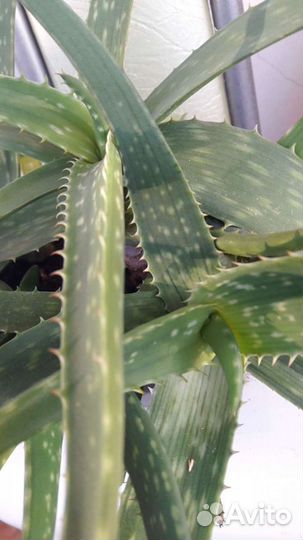 Каланхоэ,алоэ-вера