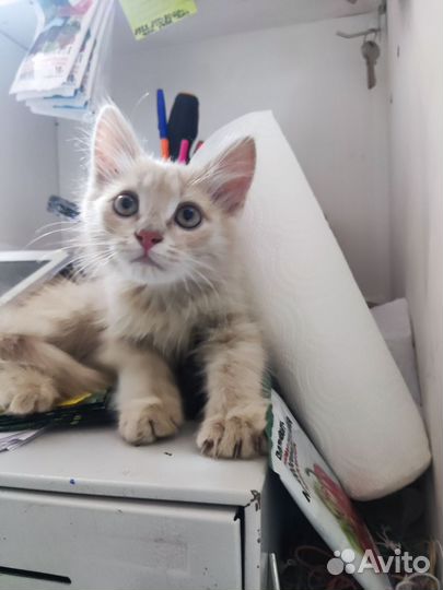 Чудо котик-тигр персикового цвета