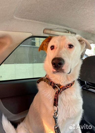 Найдена собака