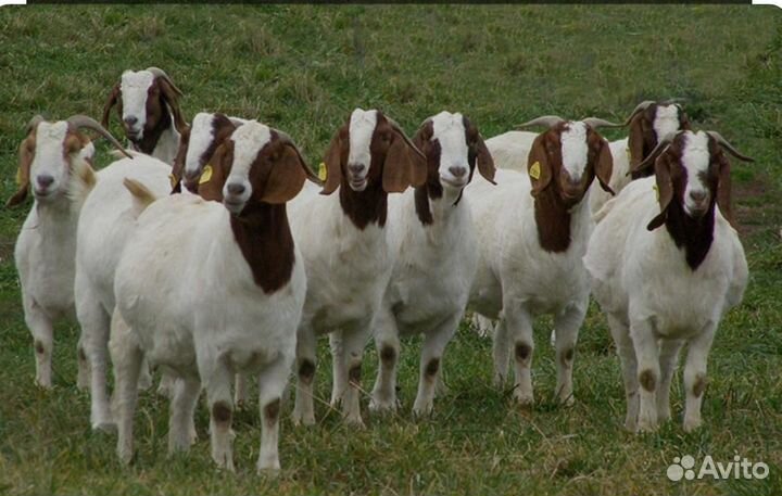 Бурские козлы