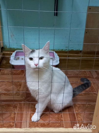 Кастрированный котик в приюте