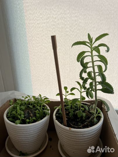 Каланхоэ бесплатно суккуленты