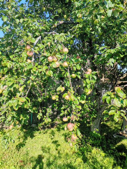 Дача 24 м² на участке 6 сот.