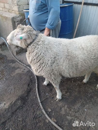 Баран Меринос