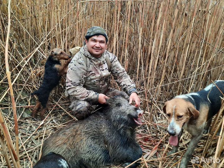 Русская пегая гончая вязка