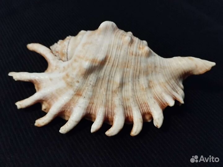 Ракушка морская