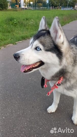 Хаски в добрые руки