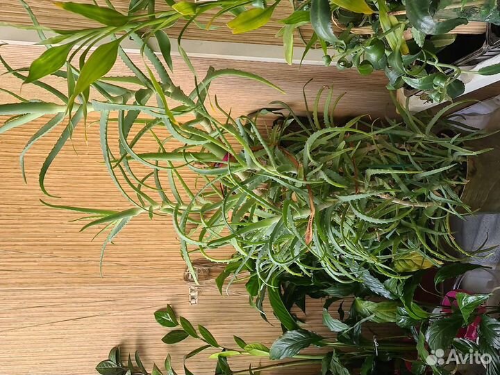 Золотой ус алое каланхое спатифиллум